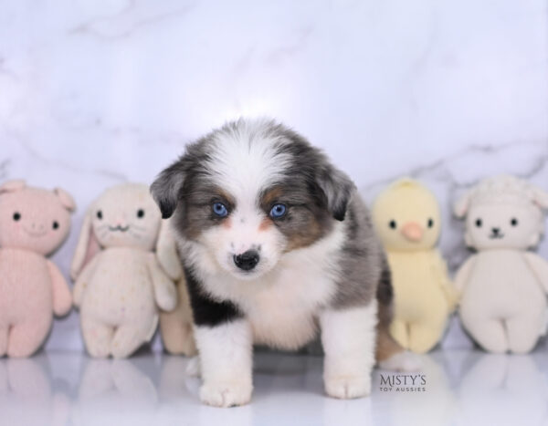 Mini / Toy Australian Shepherd Puppy Stellie