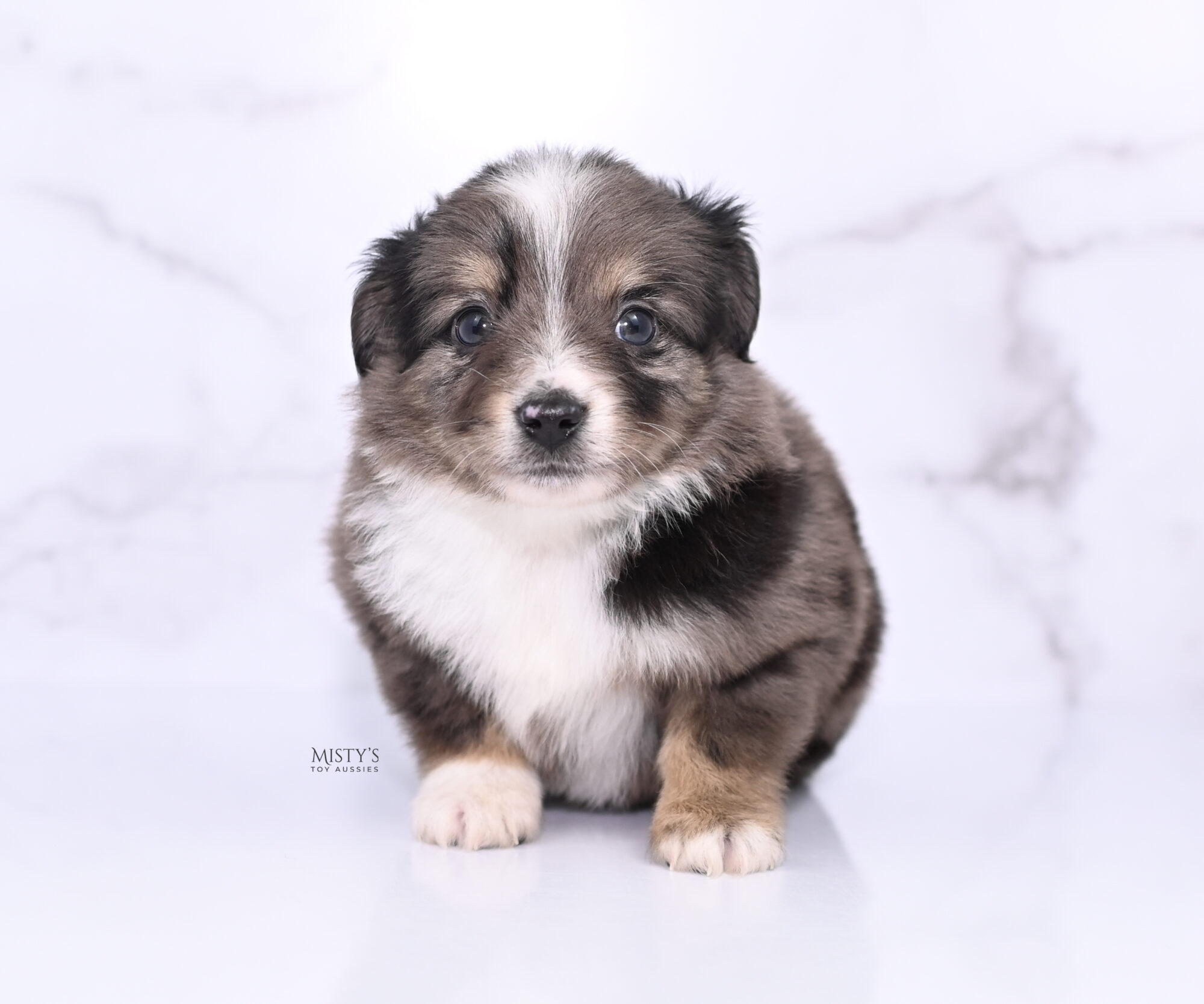 Toy & Mini Aussie Puppy Breeder in Michigan