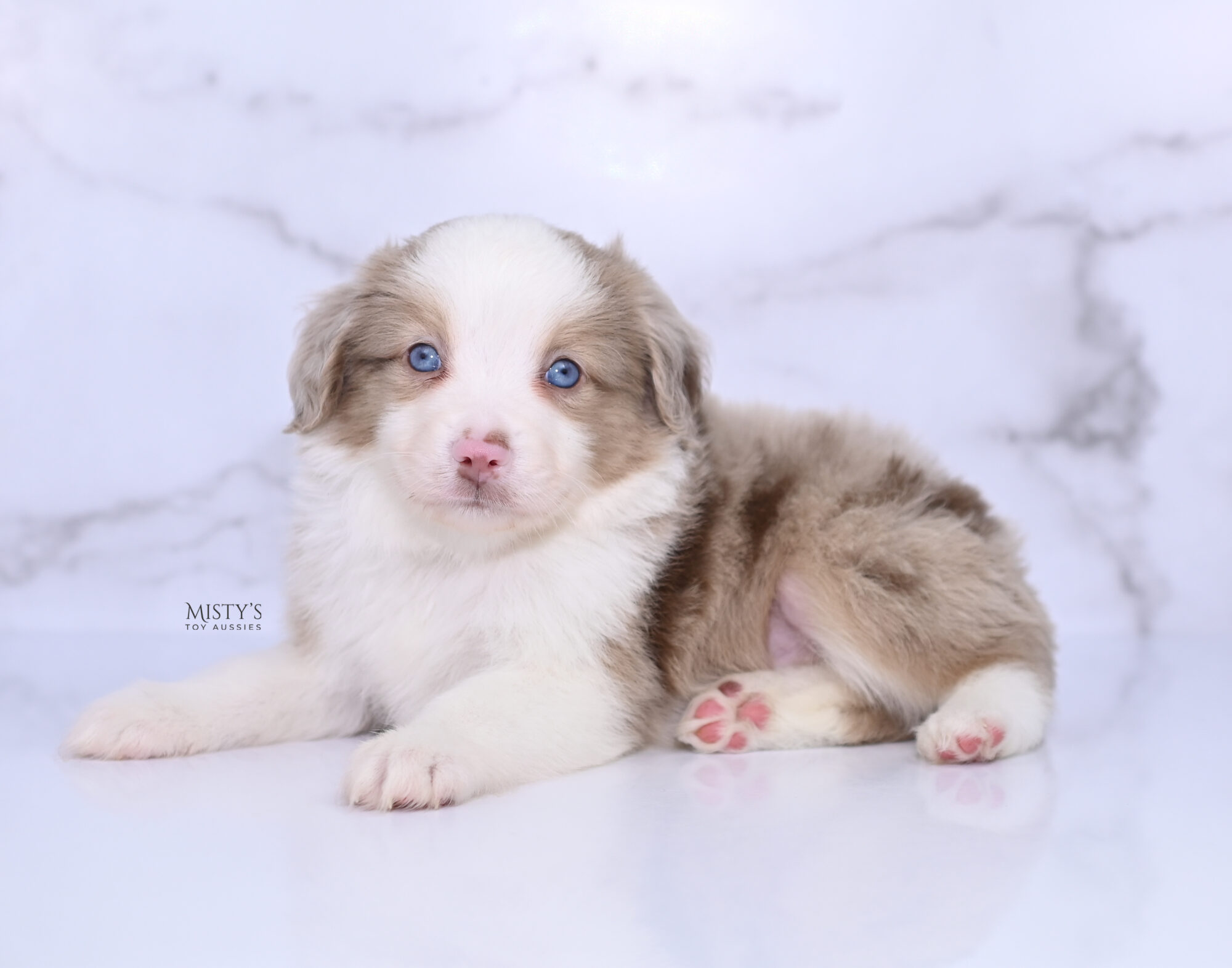 Puppy Nursery  Misty's Toy Aussies