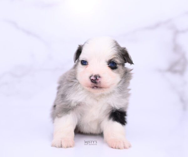 Mini / Toy Australian Shepherd Puppy Kizzy
