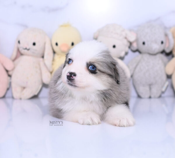 Mini / Toy Australian Shepherd Puppy Kizzy