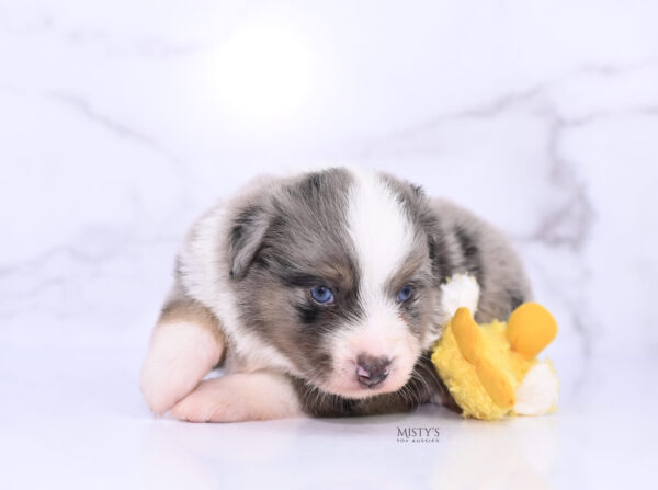 Mini / Toy Australian Shepherd Puppy Rerun