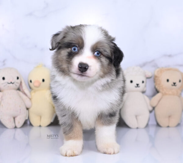 Mini / Toy Australian Shepherd Puppy Rerun