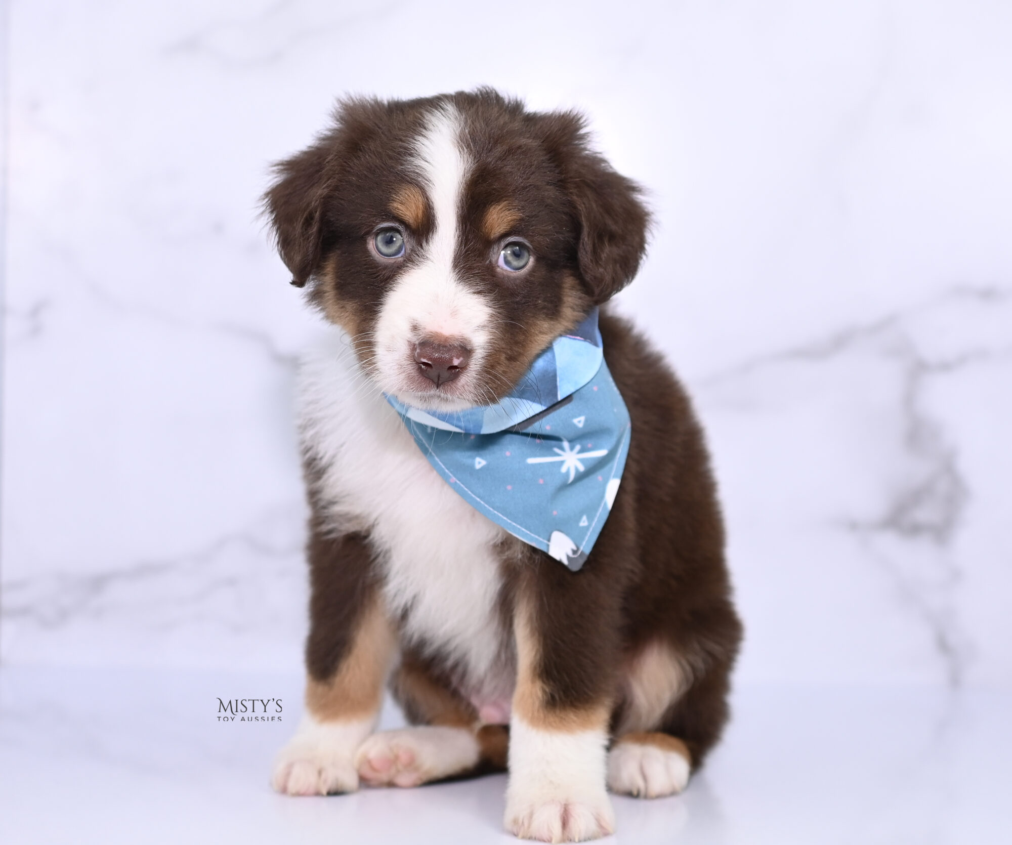 https://www.mistystoyaussies.com/wp-content/uploads/2023/12/mistys-toy-aussies-web-puppies-rooster-6-weeks84.jpg