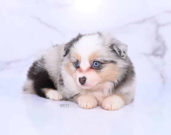 Mini / Toy Australian Shepherd Puppy Tinsley