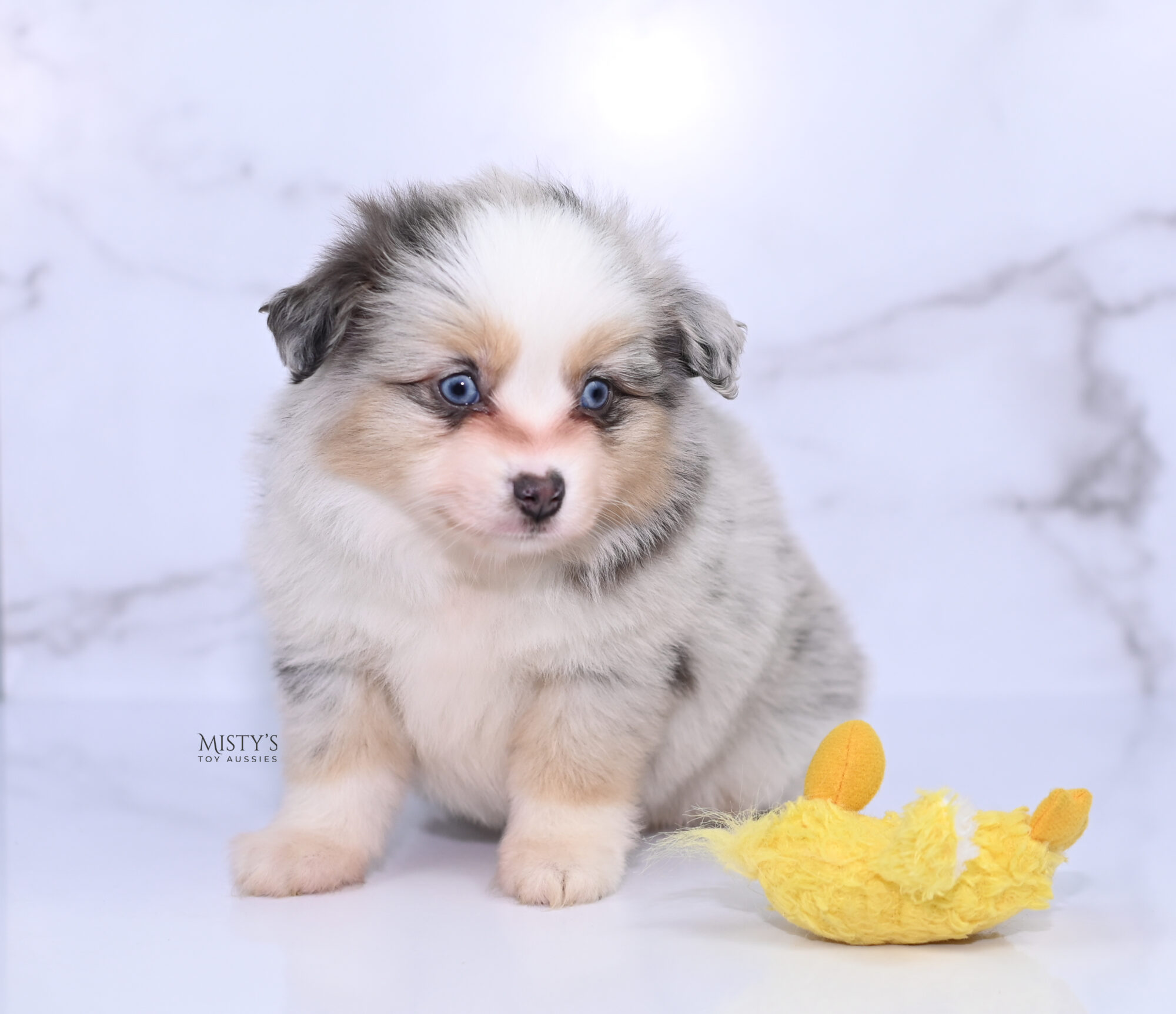 Toy Australian Shepherd Puppies