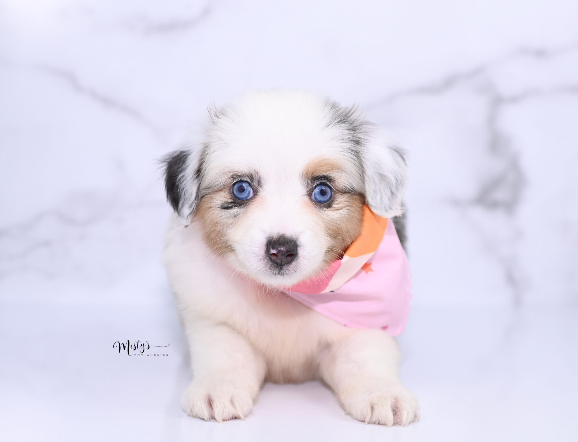 Mini australian shepherd puppies for sale under $500 best sale