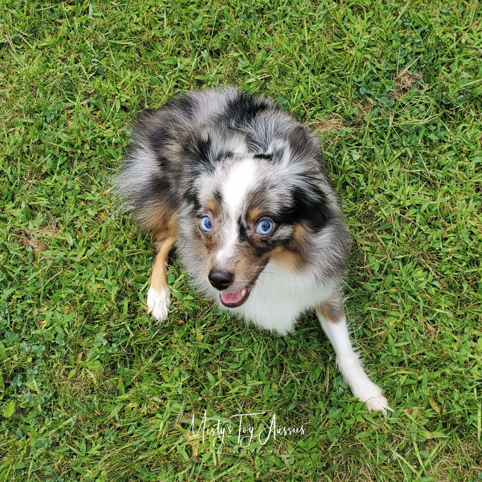 Toy Australian Shepherd Parents | Misty's Toy Aussies