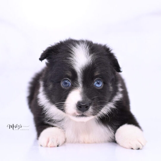 Toy Australian Shepherd Puppies Aravelle 5 Weeks32