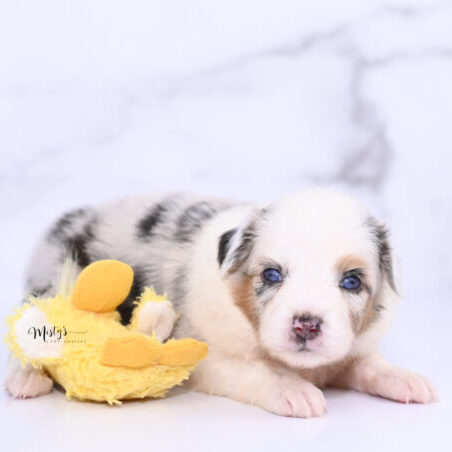 Toy Australian Shepherd Puppies Bexley 4 Weeks15