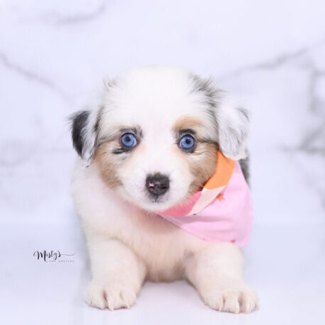 Toy Australian Shepherd Puppies Bexley 6 Weeks56