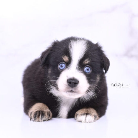 Toy Australian Shepherd Puppies Bloomy 5 Weeks90