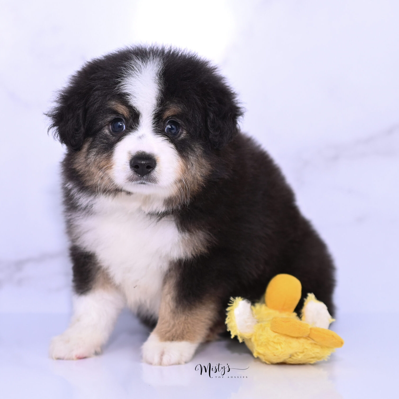 Toy Australian Shepherd Puppies Buster 5 Weeks37