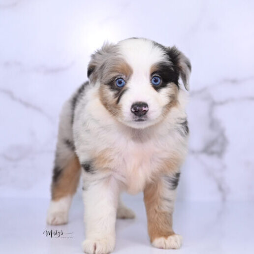 Toy Australian Shepherd Puppies Cruzer 6 Weeks78