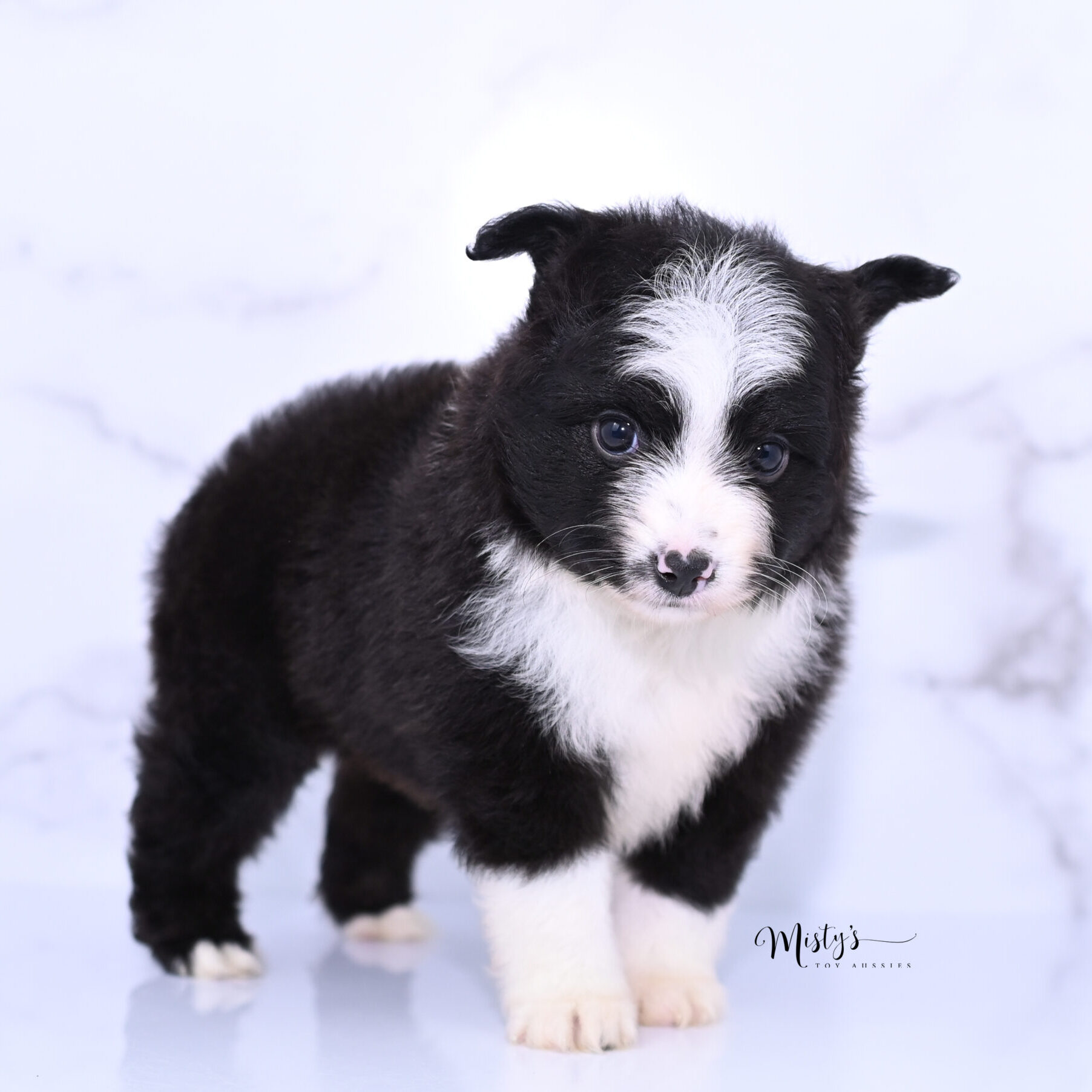 Toy Australian Shepherd Puppies Konan 6 Weeks99