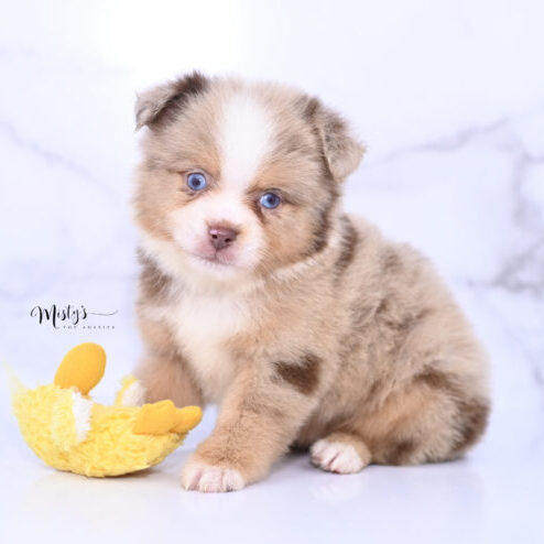 Toy Australian Shepherd Puppies Lamby 6 Weeks42