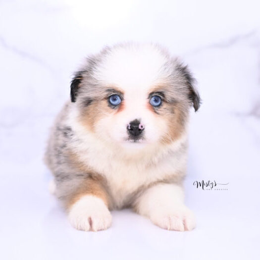 Toy Australian Shepherd Puppies Lilybell 6 Weeks93