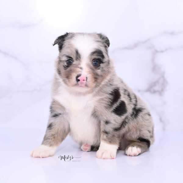 Toy Australian Shepherd Puppies Niva 5 Weeks62