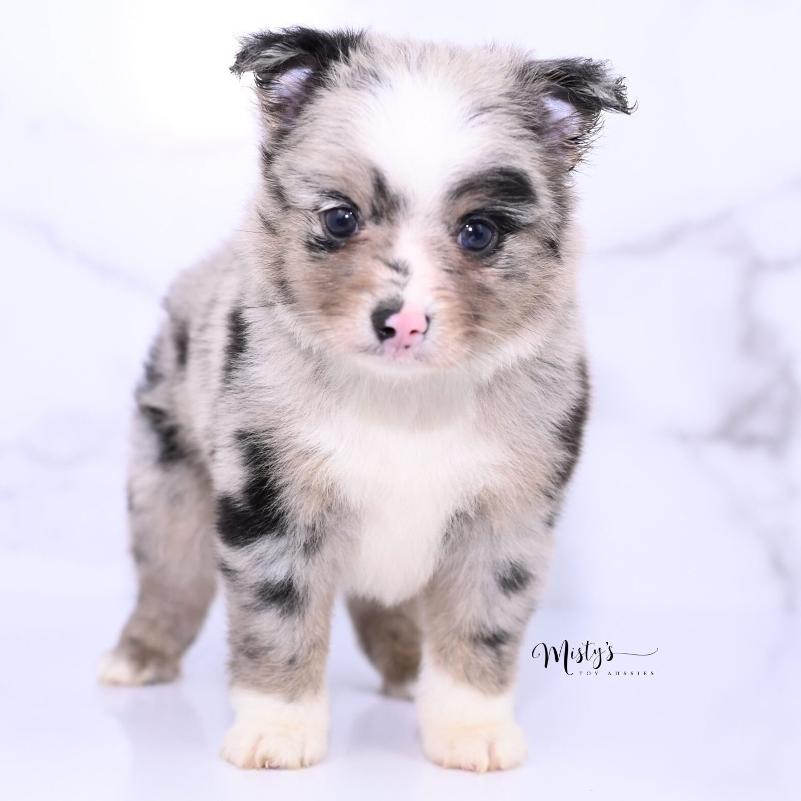 Toy Australian Shepherd Puppies Niva 6 Weeks94