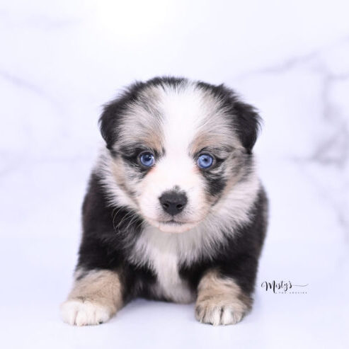 Toy Australian Shepherd Puppies Storm 5 Weeks54