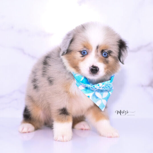 Toy Australian Shepherd Puppies Sully 6 Weeks38