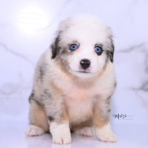 Toy Australian Shepherd Puppies Tigger 6 Weeks88