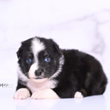 Toy Australian Shepherd Puppies Aravelle 4 Weeks73