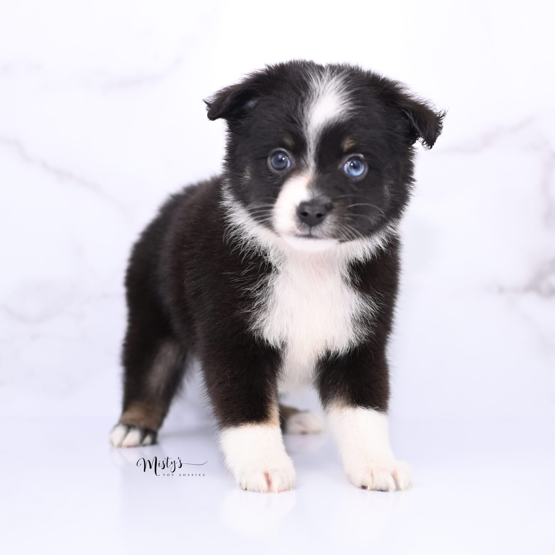 Toy Australian Shepherd Puppies Aravelle 6 Weeks93