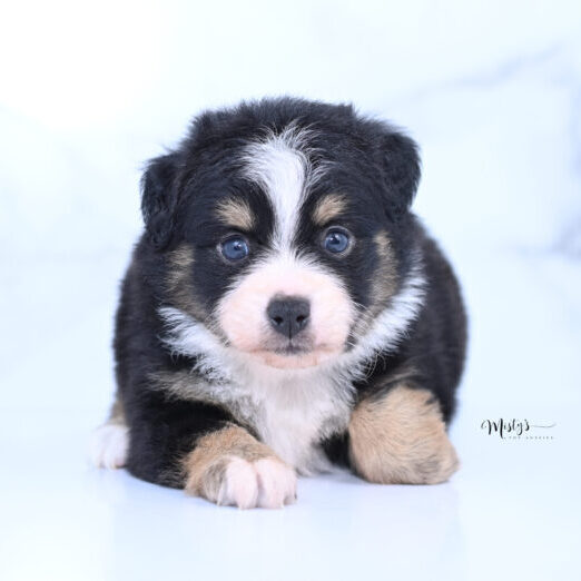 Toy Australian Shepherd Puppies Benny 5 Weeks89