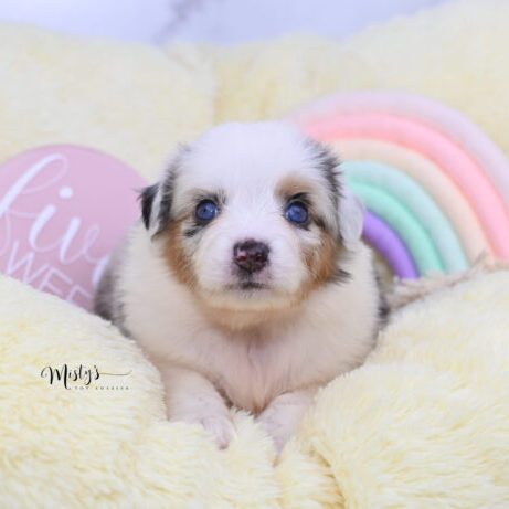 Toy Australian Shepherd Puppies Bexley 5 Weeks49