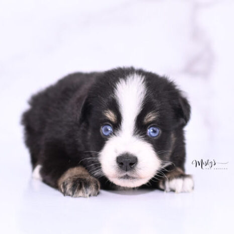 Toy Australian Shepherd Puppies Bloomy 4 Weeks10