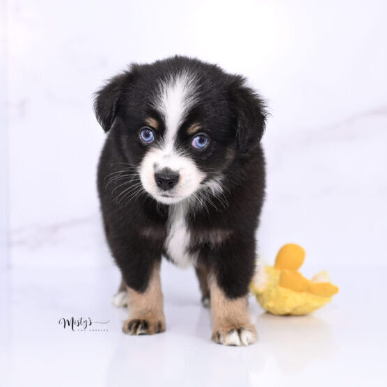 Puppy Nursery Misty s Toy Aussies