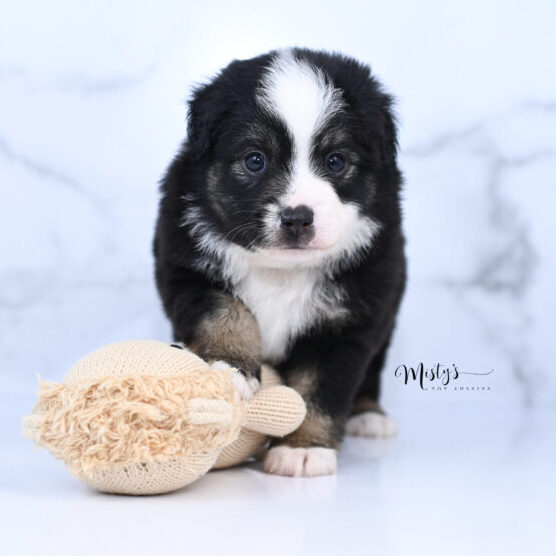 Toy Australian Shepherd Puppies Bovie 5 Weeks38