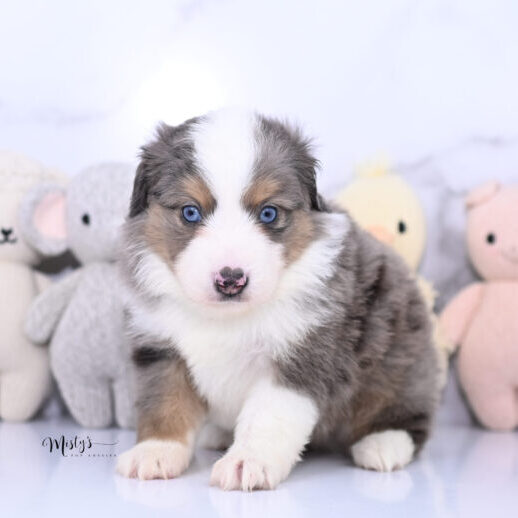 Toy Australian Shepherd Puppies Bruiser 5 Weeks08