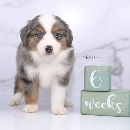 Toy Australian Shepherd Puppies Bruiser 6 Weeks56