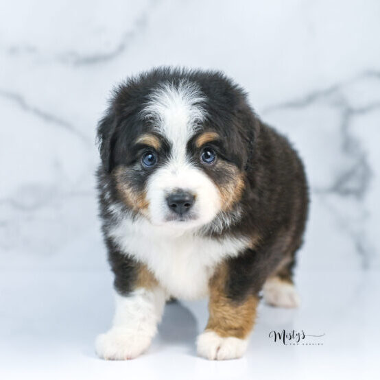 Toy Australian Shepherd Puppies Buster 5 Weeks17