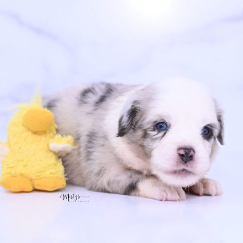 Toy Australian Shepherd Puppies Cruzer 4 Weeks73