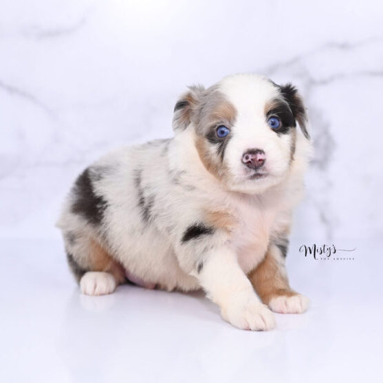 Toy Australian Shepherd Puppies Cruzer 5 Weeks57