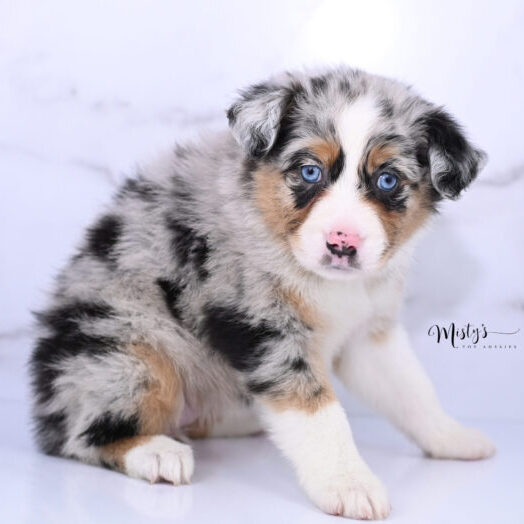 Toy Australian Shepherd Puppies Dollie 6 Weeks15