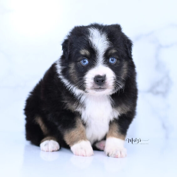 Toy Australian Shepherd Puppies Ellavie 5 Weeks50