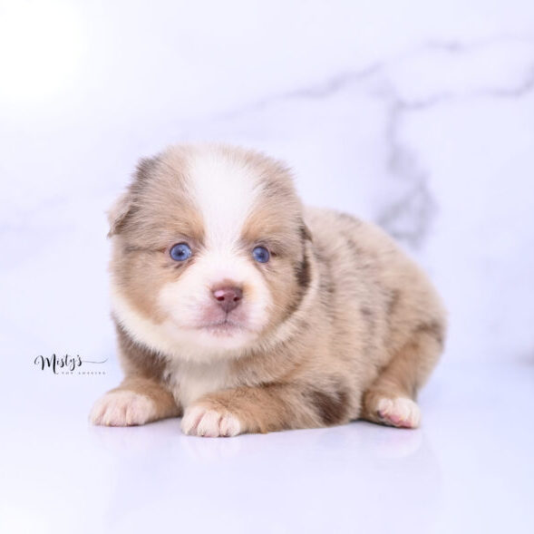 Toy Australian Shepherd Puppies Evers 5 Weeks38