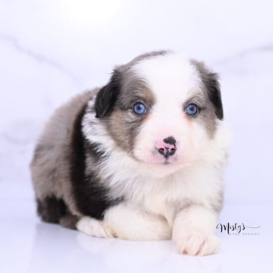 Toy Australian Shepherd Puppies Finlo 5 Weeks15