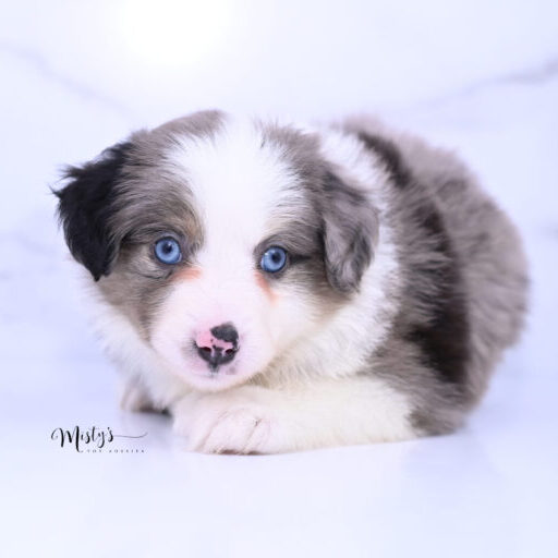 Toy Australian Shepherd Puppies Finlo 6 Weeks39