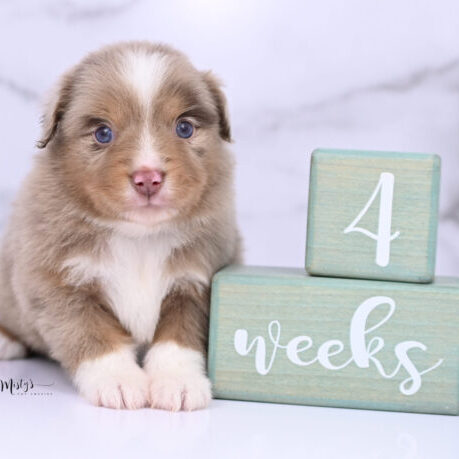 Toy Australian Shepherd Puppies Gideon 4 Weeks79