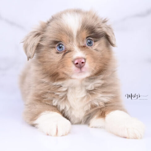 Toy Australian Shepherd Puppies Gideon 6 Weeks64