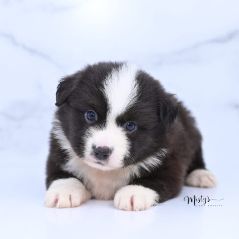 Toy Australian Shepherd Puppies Hani 5 Weeks24