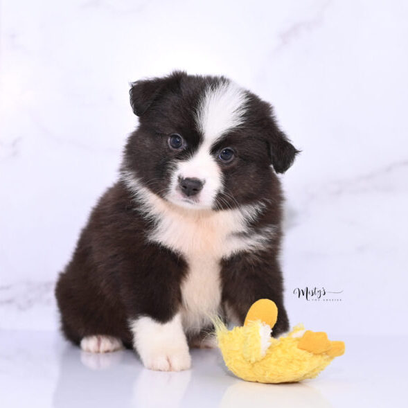 Toy Australian Shepherd Puppies Hani 6 Weeks40