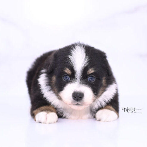 Toy Australian Shepherd Puppies Haxel 4 Weeks38