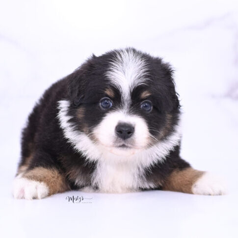 Toy Australian Shepherd Puppies Haxel 5 Weeks27