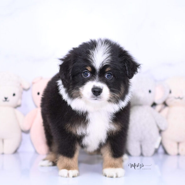 Toy Australian Shepherd Puppies Haxel 6 Weeks71